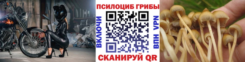 сколько стоит Староминская Псилоцибиновые грибы GOLDEN TEACHER